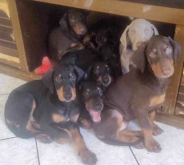 Foto 1 - Filhotes de dobermann com pedigree cbkc alkc