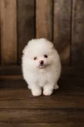 Foto 1 - Filhotes de lulu da pomerania femea