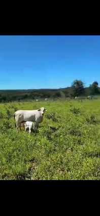 Foto 1 - 1500 h para gado boa- barata e pg parcelado